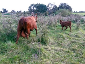 Red poll cattle (added by manager 01 oct 2020)