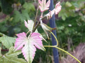 Pinot meunier grape variety has pink leaves in spring (added by manager 04 may 2024)
