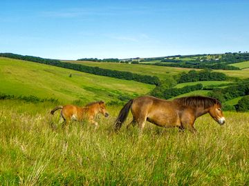 Horses on the site (added by manager 16 sep 2022)