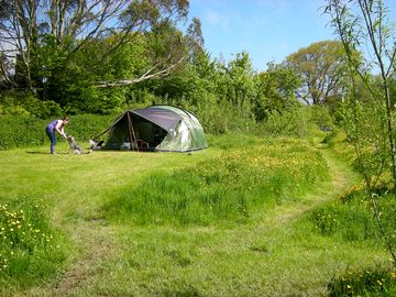 Large tent pitch surrounded by meadow grass (added by manager 26 apr 2018)