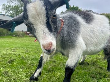 Inquisitive goat (added by manager 06 jun 2023)