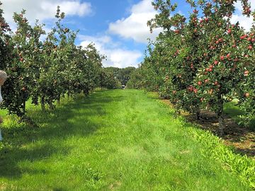 Camping amongst the cider apple trees not dissimilar to olive groves in italy or vineyards in france (added by visitor 13 aug 2021)