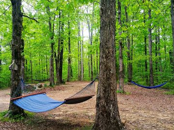 Hammocks in the forest (added by manager 15 jan 2024)