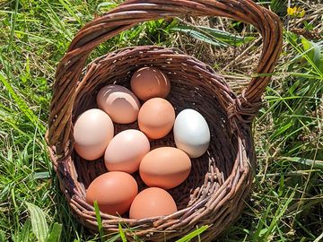 Fresh eggs available to buy every day (added by manager 17 jul 2022)