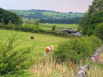 The farm and the campsite in the background (added by manager 24 jul 2021)