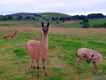 Llamas (added by visitor 01 sep 2021)