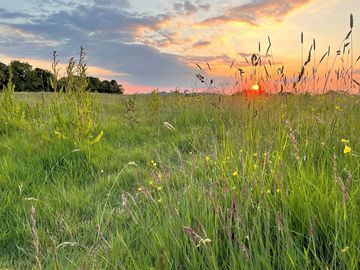 Wildflowers and sunset on the camping meadow (added by manager 13 jun 2022)