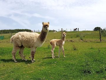 Alpacas (added by manager 02 aug 2019)