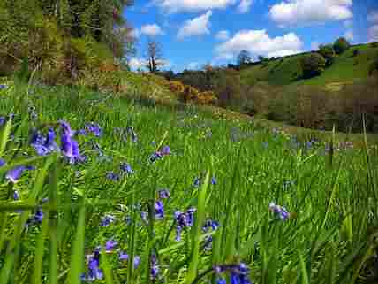 Bluebells in May in the valley