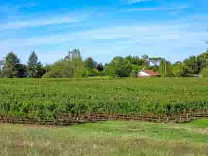 The vineyard, next to the swimming pool and pétanque court