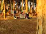 Spacious tent pitches in the pine grove (added by manager 08 May 2016)