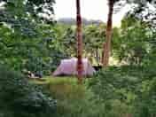 Woodland camping pitch at Beirhope Alpacas (added by visitor 03 Jul 2022)
