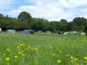Early summer buttercups (added by manager 27 May 2015)