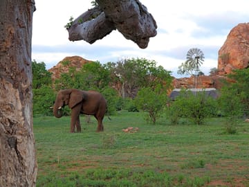 Elephant grazing near the baobab tree (added by manager 25 May 2018)