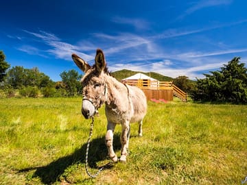 One of the donkeys by the yurt (added by manager 29 May 2017)