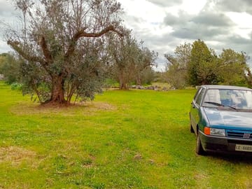 Pitches among olive trees (added by manager 21 Oct 2022)