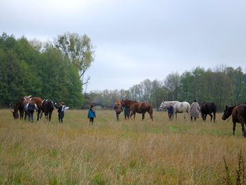 Horses at the site (added by manager 05 Aug 2021)