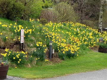Spring flowers around the site (added by manager 14 May 2018)