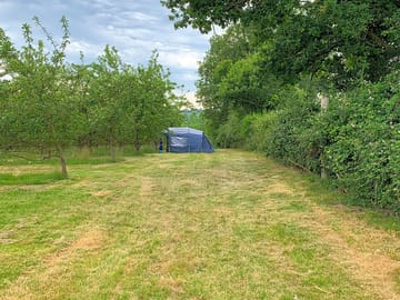 Tent in the cider orchard