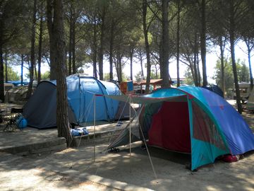 Tent pitches in the pinewood