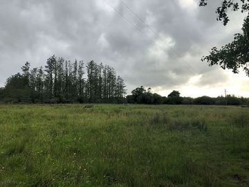 Pitches in a wild meadow surrounded by forest (added by manager 24 Aug 2020)