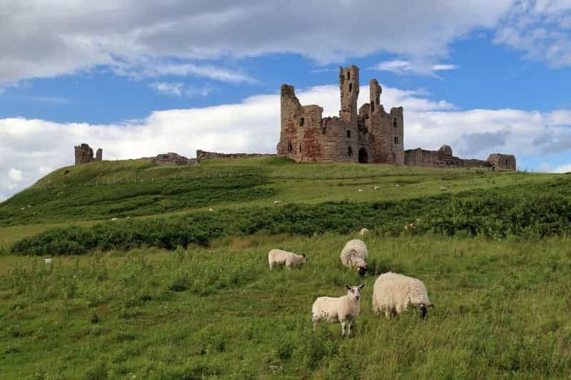 Sheep graze below the ruins of Dunstanburgh Castle (Emphyrio from Pixabay)