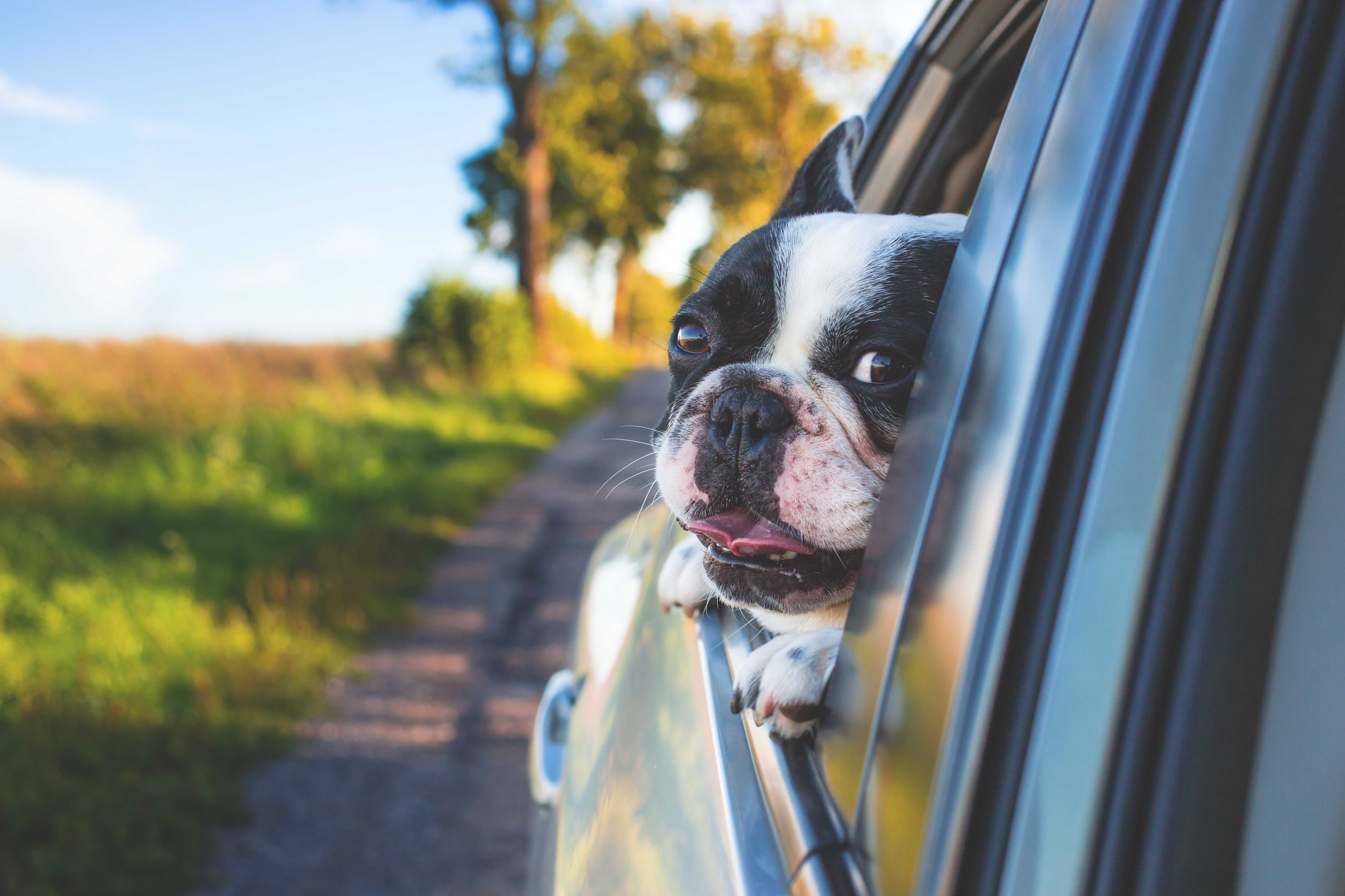 Make sure your dog is happy to travel in the car
