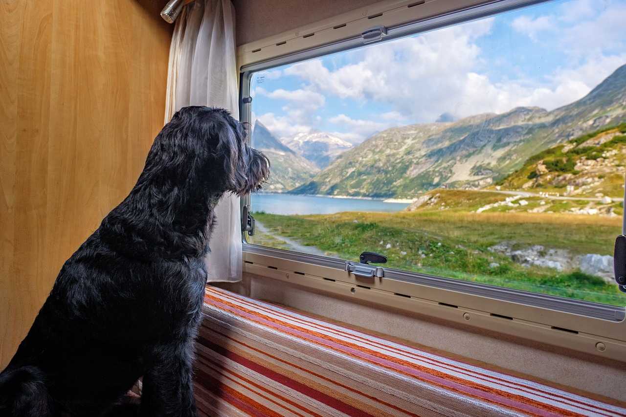 Dog looking out of a caravan