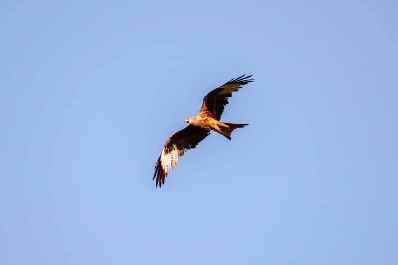 A red kite flies through the sky (Andreas Weilguny / Unsplash)