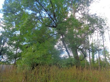 Tree shading a grass pitch