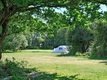 Tent nestled in the trees at holmsley
