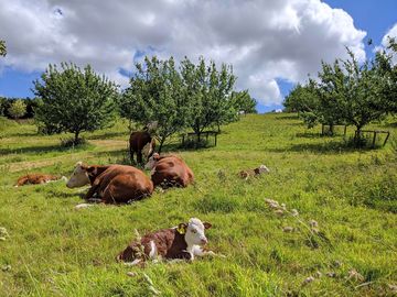 Cows in orchard (added by manager 13 jan 2022)