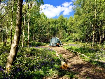 Forest tent pitch