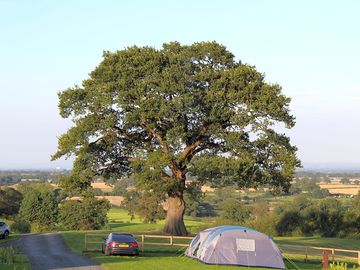Oak tree (added by manager 13 sep 2019)