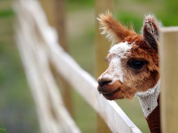 Alpaca on site