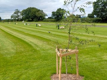 Pitches divided by young hedges