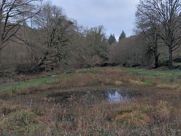 Small wetland area for wildlife watching