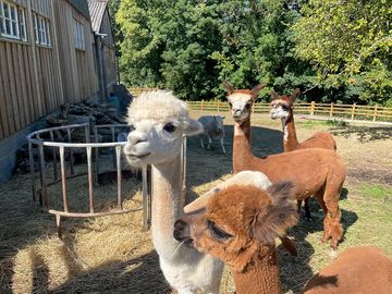 Alpacas on site