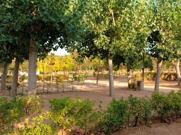 Pitches under trees