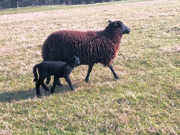 Lambing season (added by manager 08 feb 2023)