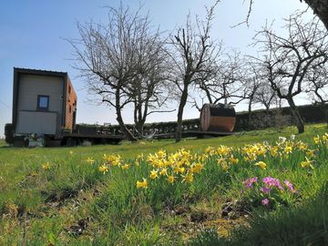 The field with spring flowers