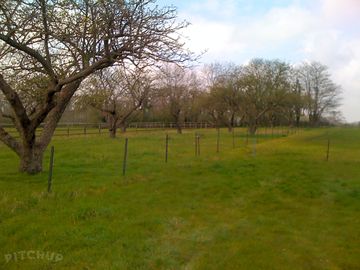 View of the orchard from the site