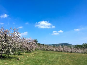 Blue skies