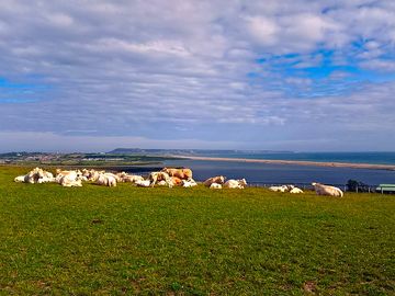 Our working farm at tea break....