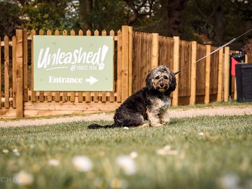 Dogs unleashed area