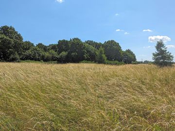 Dorothy's meadow