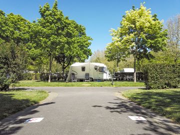 Pitches between the trees