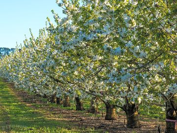 Orchard