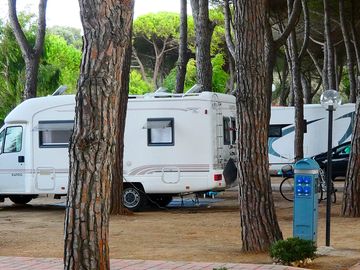 Pitches among the trees