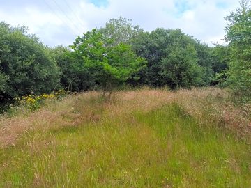 Unmown pitch